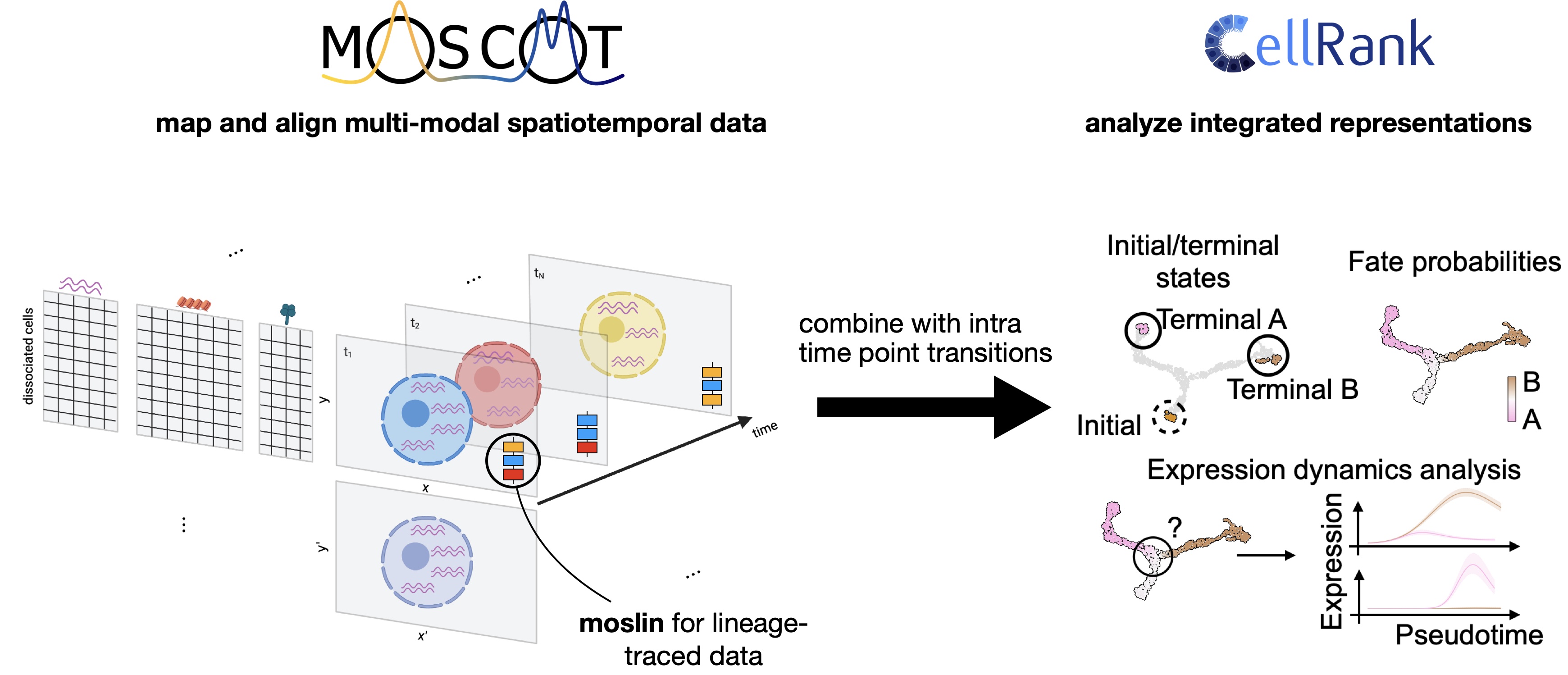 Moscot and CellRank interface to analyze dynamics in complex spatio-temporal datasets.